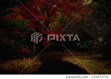 <Material> Autumn forest with red leaves and a carpet of dead leaves 134472759