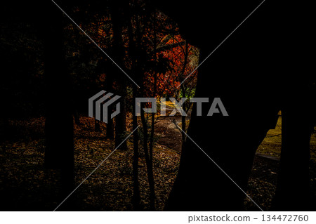 <素材> 秋日森林,落葉紛飛,鋪滿枯葉。 <素材> 秋日森林,落葉紛飛,鋪滿枯葉。 134472760