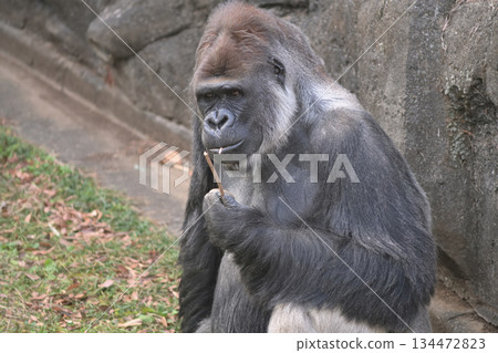 A gorilla is impressed as he tastes the twig, realizing that a single twig can bring him so much happiness. A gorilla is impressed as he tastes the twig, realizing that a single twig can bring him so much happiness. 134472823