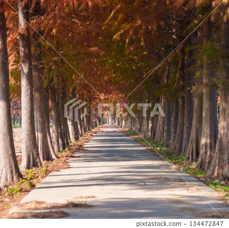 Autumn redwood forest path Autumn redwood forest path 134472847