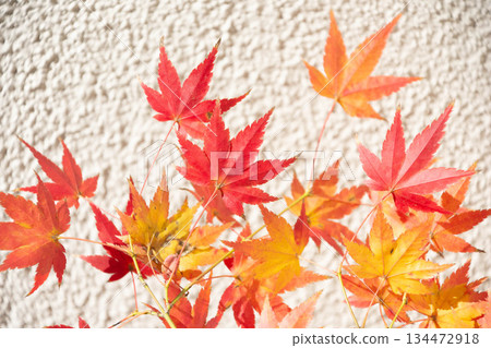 Autumn leaves Autumn leaves 134472918