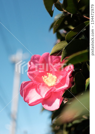 Sasanqua that shines in the blue sky Sasanqua that shines in the blue sky 134472979