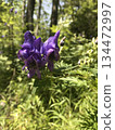 Aconite flower 134472997