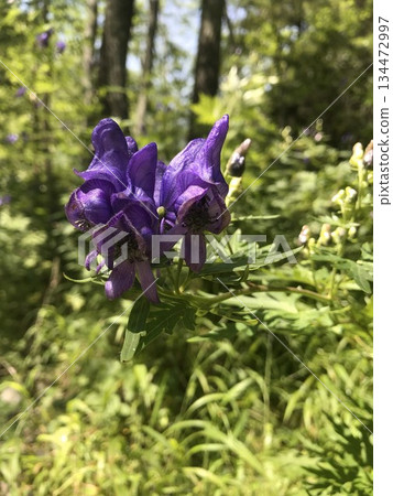 Aconite flower Aconite flower 134472997