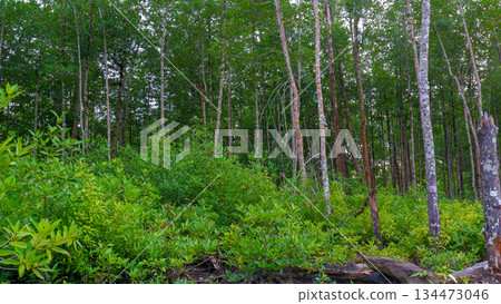 Lush Tropical Mangrove Thicket with Vibrant Green Leaves and Tall Trunks 134473046