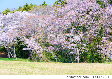 Kimigaoka Park in Spring, Shichigahama Town, Miyagi Prefecture 134473161