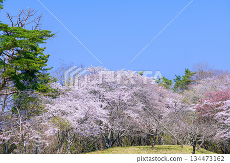 Kimigaoka Park in Spring, Shichigahama Town, Miyagi Prefecture 134473162