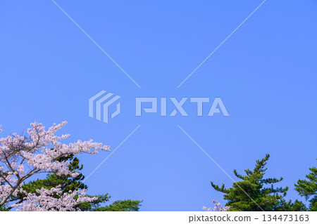 宮城縣七濱町君之丘公園的春天 134473163