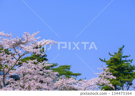 宮城縣七濱町君之丘公園的春天 134473164