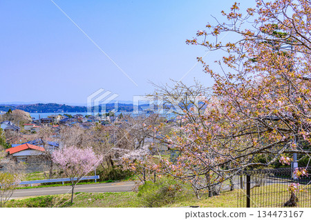 宮城縣七濱町君之丘公園的春天 134473167