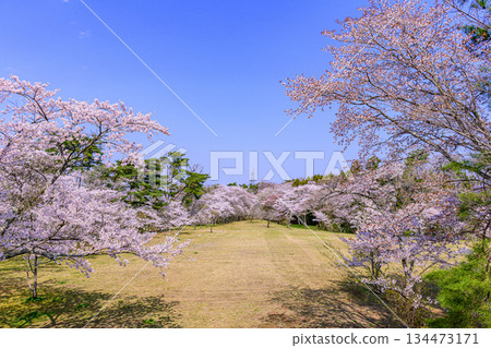 Kimigaoka Park in Spring, Shichigahama Town, Miyagi Prefecture 134473171