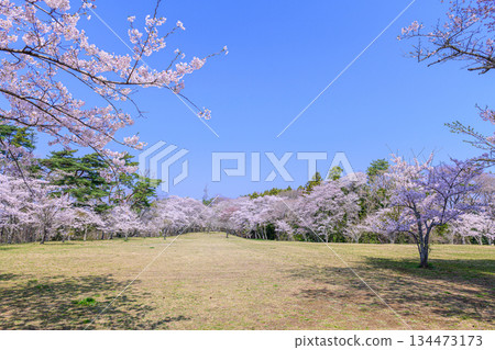 Kimigaoka Park in Spring, Shichigahama Town, Miyagi Prefecture Kimigaoka Park in Spring, Shichigahama Town, Miyagi Prefecture 134473173