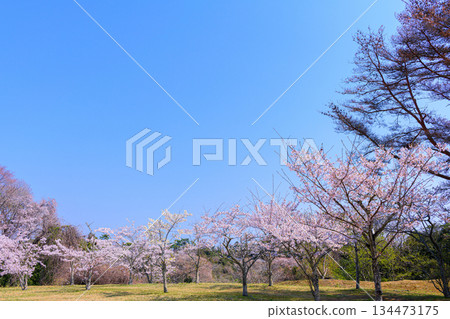 宮城縣七濱町君之丘公園的春天 134473175