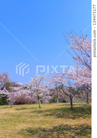 宮城縣七濱町君之丘公園的春天 134473177
