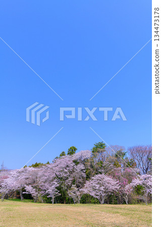 Kimigaoka Park in Spring, Shichigahama Town, Miyagi Prefecture 134473178