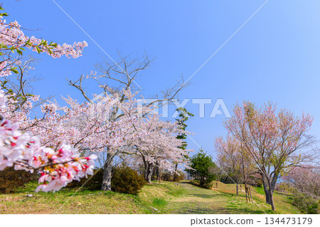 宮城縣七濱町君之丘公園的春天 134473179