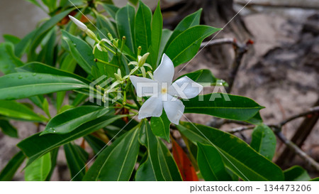 White Sea Mango Flower Cerbera Manghas in Mangrove Forest White Sea Mango Flower Cerbera Manghas in Mangrove Forest 134473206