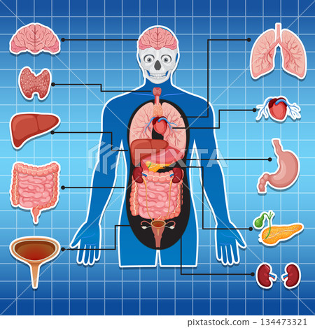 Human Body Internal Organs Educational Vector Diagram 134473321