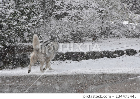 和我的狗一起在雪地裡散步 和我的狗一起在雪地裡散步 134473443