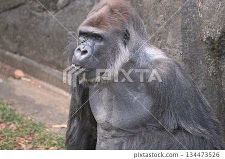 一隻大猩猩詢問顧客他們來自哪裡 134473526