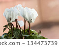 White cyclamen flowers displayed indoors 134473739