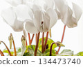 Close-up of white cyclamen flowers on a windowsill 134473740