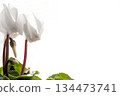 Cyclamen flowers on a white background 134473741