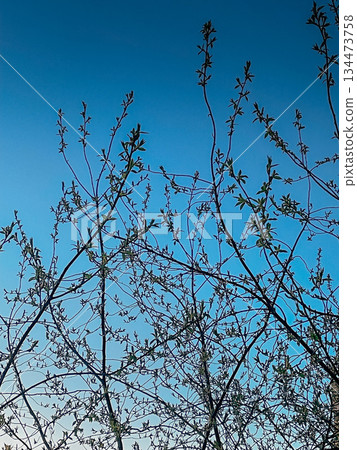 contrast of natural shapes in evening light, serene scene with minimal design and organic forms contrast of natural shapes in evening light, serene scene with minimal design and organic forms 134473758