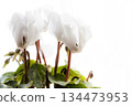 Beautiful white cyclamen flowers catching the sunlight by the window 134473953