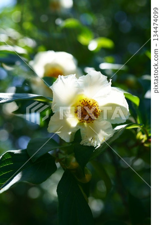 9549 Saraju 134474099