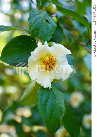 9550 薩拉朱 134474100