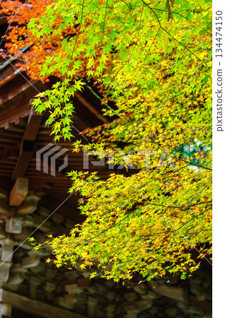 金剛林寺護馬堂(江東三山)的秋葉_9889 金剛林寺護馬堂(江東三山)的秋葉_9889 134474150