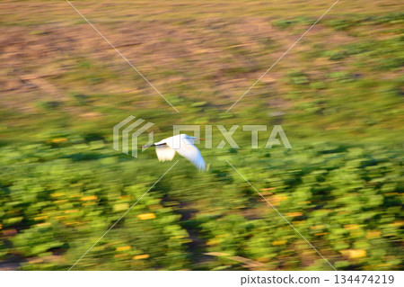 Great Egret Flying Over a River Great Egret Flying Over a River 134474219
