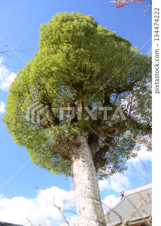 Large tree in the white sand garden of Daikakuji Temple in Kitasaga, Kyoto 134474222