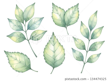 set of green leaves set of green leaves 134474325