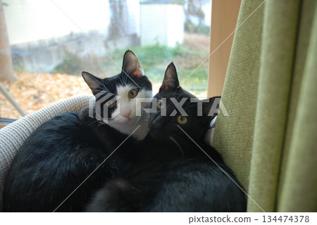 兩隻小貓依偎在窗邊，望著窗外看著我。 134474378