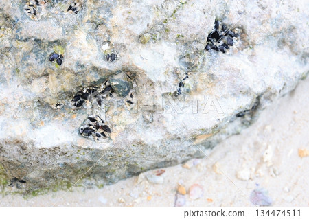 The black clam, the false larvae, lives in the crevices of rocks 134474511
