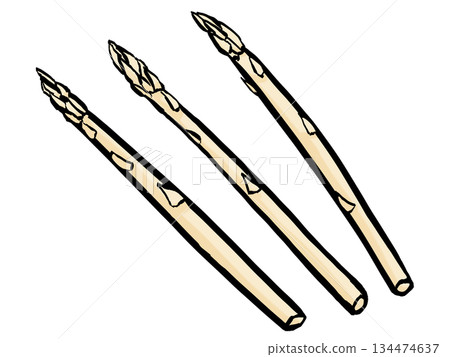 白蘆筍插圖（筆觸，蔬菜） 簡單 134474637
