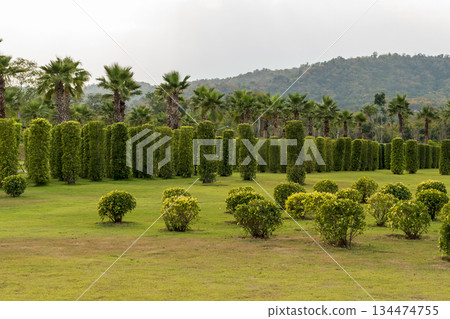 Beautiful view of the green field 134474755