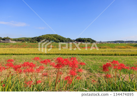 秋日景色，愛知縣半田市，村莊裡盛開著紅色的彼岸花。 134474895