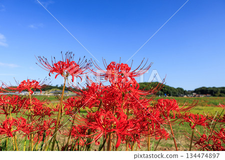 秋日景色，愛知縣半田市，村莊裡盛開著紅色的彼岸花。 134474897