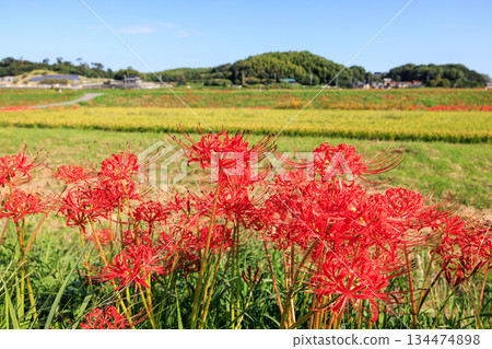 秋日景色，愛知縣半田市，村莊裡盛開著紅色的彼岸花。 134474898