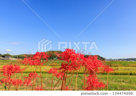 秋日景色，愛知縣半田市，村莊裡盛開著紅色的彼岸花。 134474899