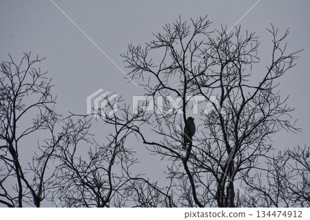 Wild birds on a snowy day Wild birds on a snowy day 134474912