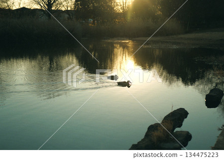 Two birds, a lake and a sunset 134475223