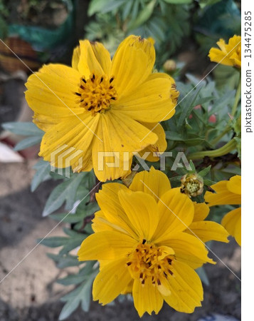 Bright Yellow Flowers in Garden with Green Leaves and Soft Background for Nature Stock Photo 134475285