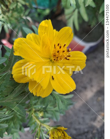 Bright Yellow Flower in Garden with Green Leaves and Soft Background for Nature Stock Photo-1.jpg 134475500