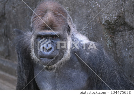 一隻大猩猩環顧四周，想知道有沒有什麼事可做。 134475638