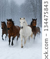 Horse  134475843