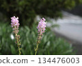 路邊的花 134476003
